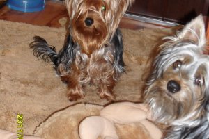 australian silki terier.